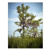 Barataria Swamp Cypress Tree Post Card