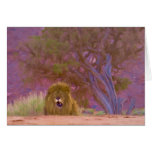 Barbary Lion resting near forest Cards