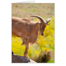 Barbary sheep cards
