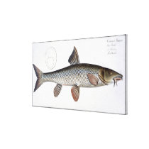 Barbel (Cyprinus Barbus) plate XVIII from 'Ichthyo canvas prints