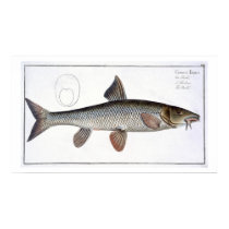 Barbel (Cyprinus Barbus) plate XVIII from 'Ichthyo posters
