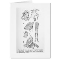 Barbels and tactile sense organs art card