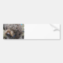 Barbet  Bumper Stickers
