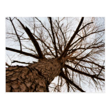 Bare Autumn Tree Postcard