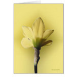 Bare Naked Daffodill Greeting Card