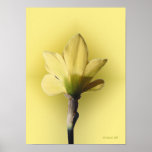 Bare Naked Daffodill Print