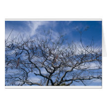 BARE TREE AND SKY GREETING CARDS