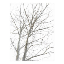 Bare Tree Postcard