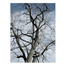 Bare Tree Postcards