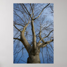 Bare Tree Print