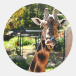 Baringo Giraffe Round Stickers