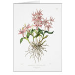 Barkeria spectabilis greeting cards