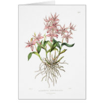 Barkeria spectabilis greeting cards