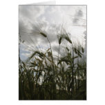 Barley Greeting Cards