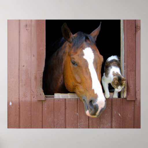 Barn Buddies Posters