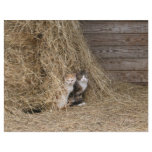 Barn cat stationary letterhead