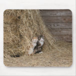 Barn Cats Mousepad
