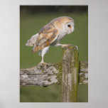 Barn Owl going for a stroll Posters