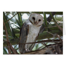 Barn Owl Greeting Cards
