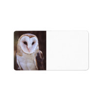 barn owl
