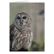 barn owl night bird of prey cards