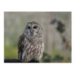 barn owl night bird of prey postcards