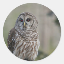 barn owl night bird of prey round stickers