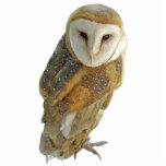 Barn Owl - Ornament photo sculptures