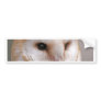 Barn Owl Portrait Bumper Stickers
