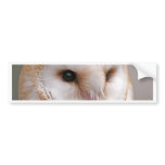 Barn Owl Portrait bumper stickers