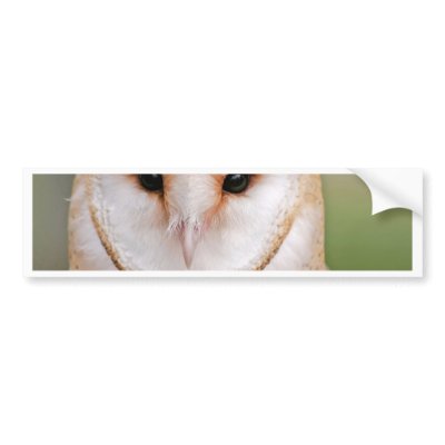 Barn Owl Portrait Bumper Stickers by Steving