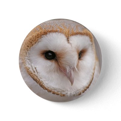 Barn Owl Portrait Button by Steving