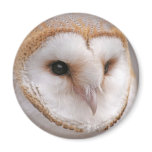 Barn Owl Portrait magnets
