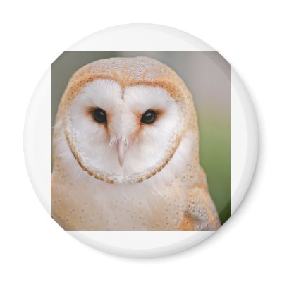 Barn Owl Portrait Magnets by Steving