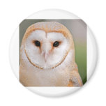 Barn Owl Portrait magnets