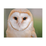 Barn Owl Portrait postcards