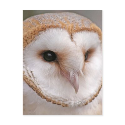 Barn Owl Portrait Post Card by Steving