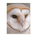 Barn Owl Portrait postcards