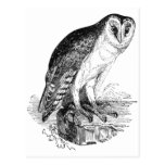 Barn Owl Post Card