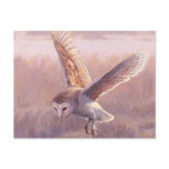 Barn Owl Postcard  