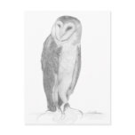 Barn Owl