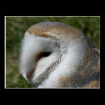 Barn owl postcards