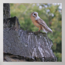 Barn Owl Poster