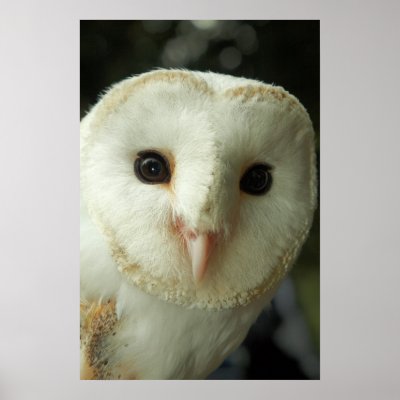 Barn Owl Print by fletchphoto