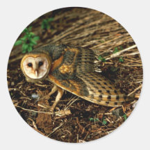 Barn Owl Stickers