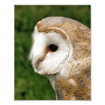 BARN OWLS ART PHOTO