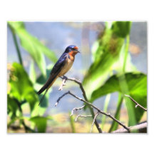 Barn Swallow on a Branch Photograph