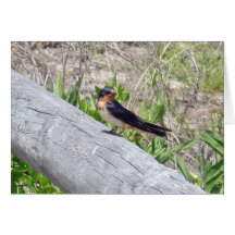 Barn Swallow on Fence Note Card