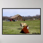 Barn With Cattle Posters