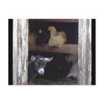 Barn Yard post cards